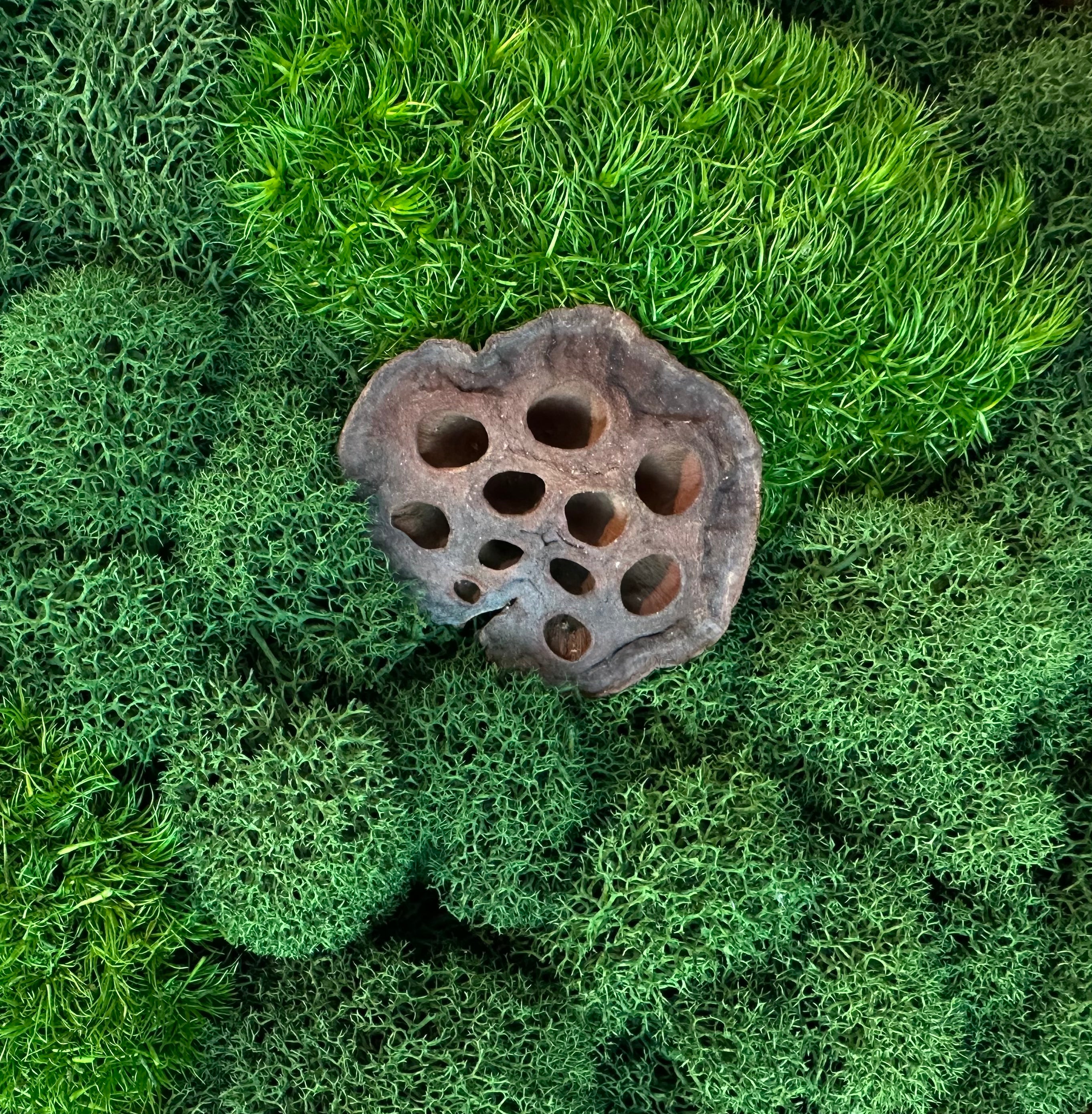 Close-up of green preserved moss textures surrounding a natural lotus seed pod.